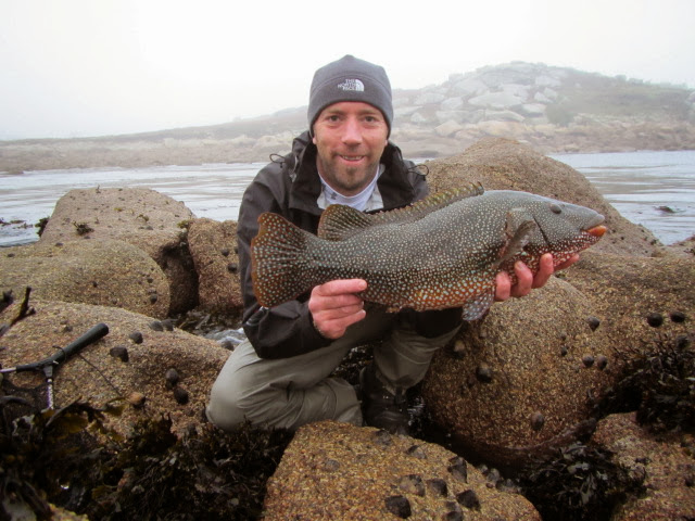Scilly Lure Addicts: A PROPER BRUTE OF A WRASSE!!